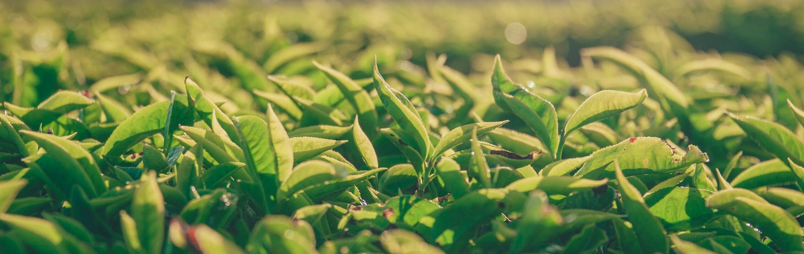 シンプルでカスタマイズしやすいWordPress.org登録テーマ